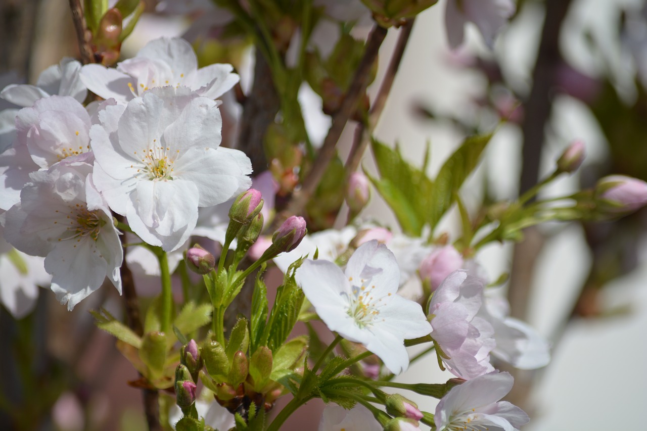 blossom  bloom  spring free photo