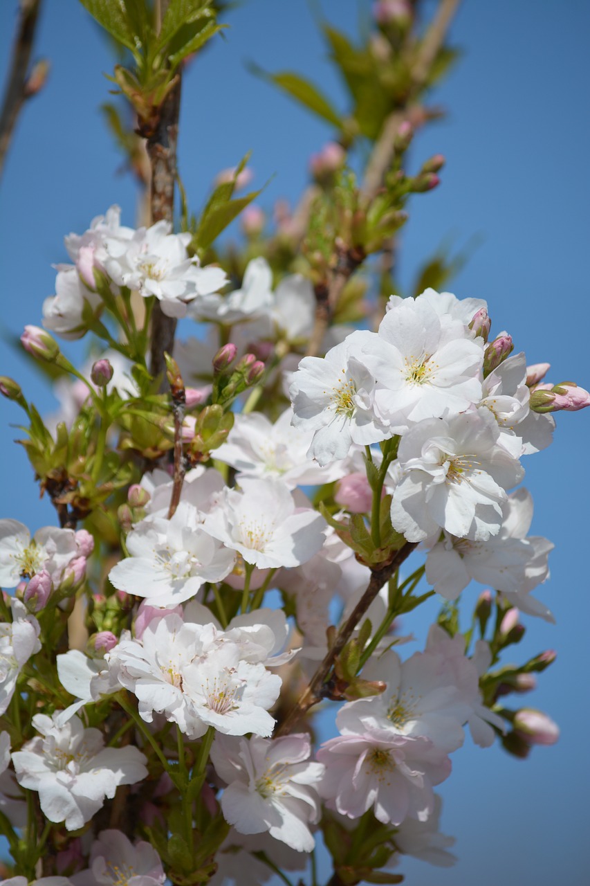 blossom  bloom  spring free photo