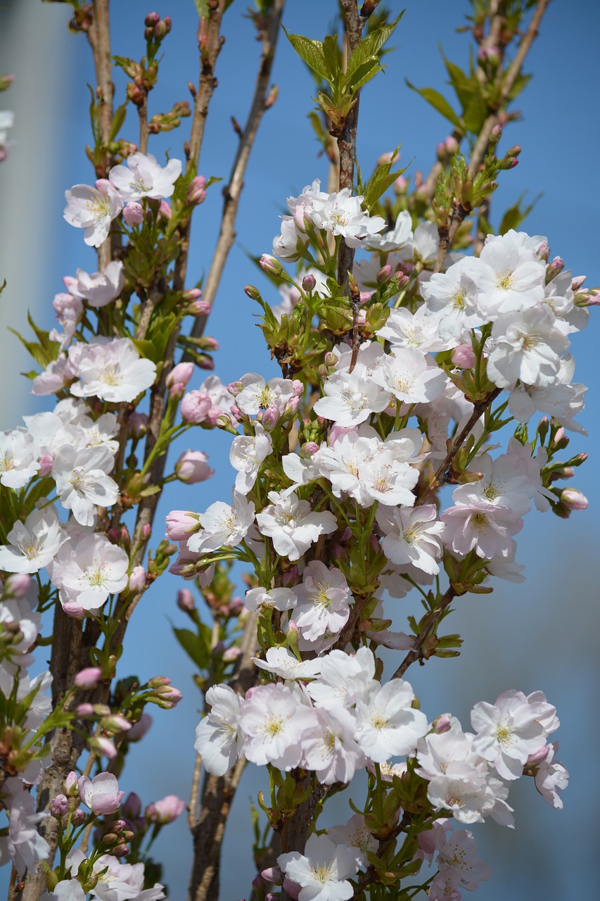 blossom  bloom  spring free photo