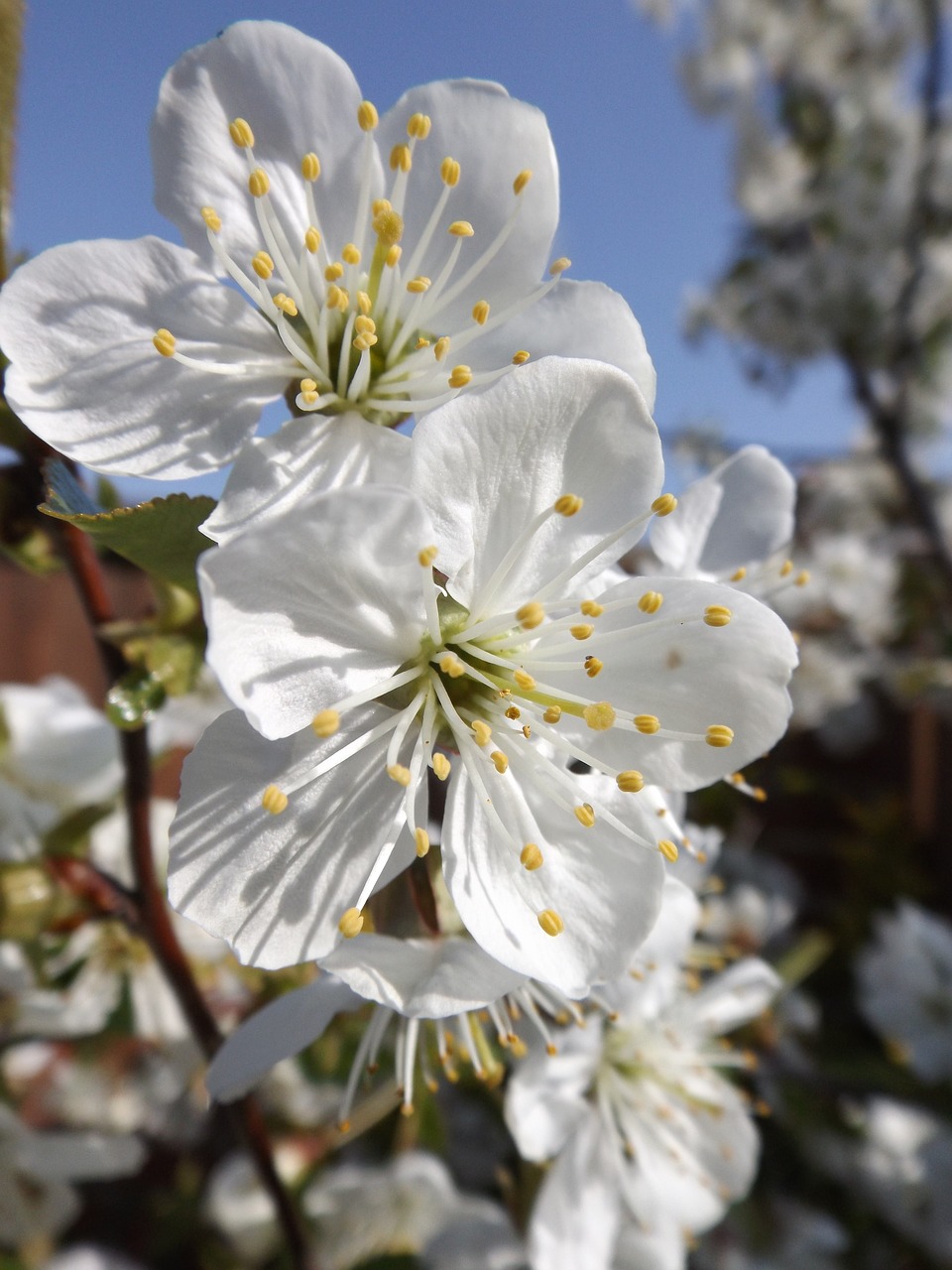 blossom  tree  cherry blossom free photo