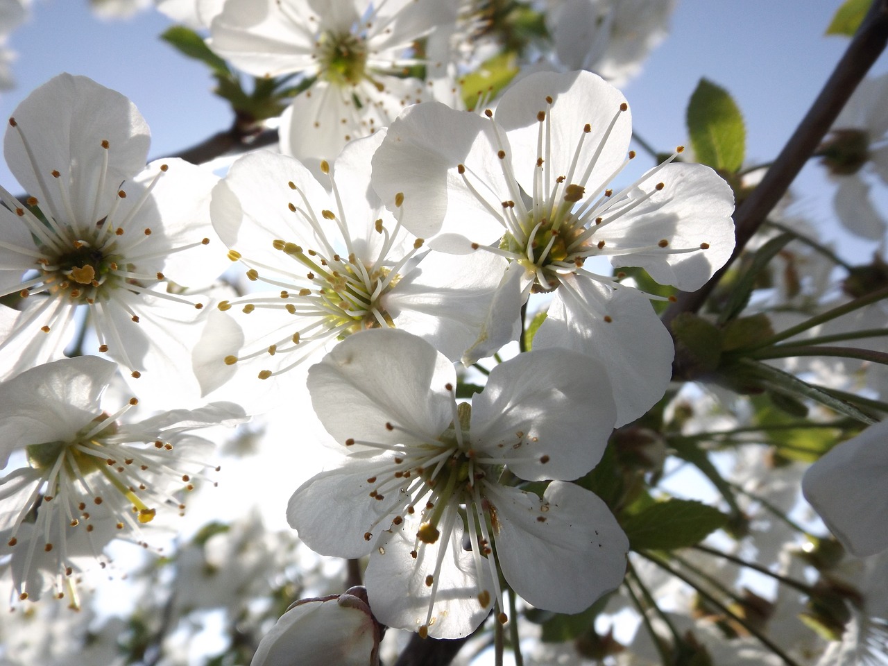 blossom  tree  white free photo