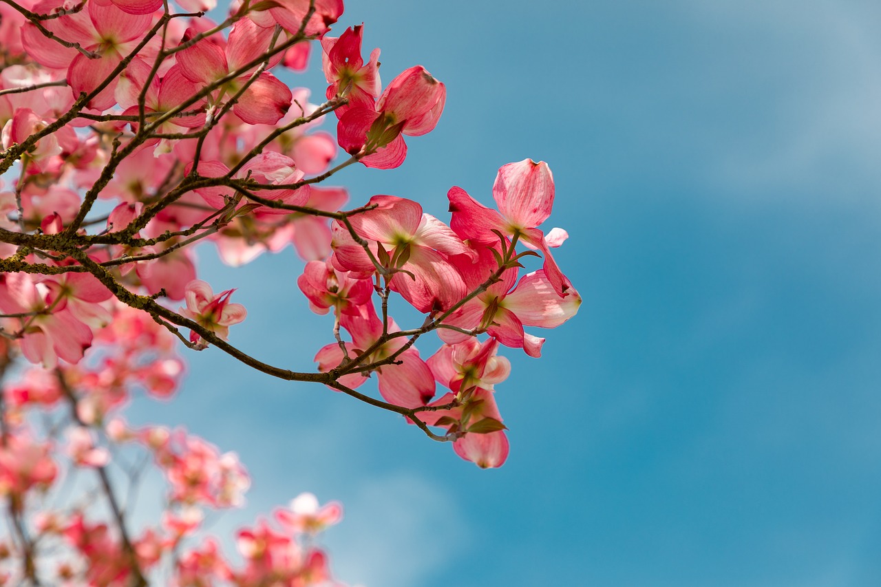 blossom  pink  garden free photo