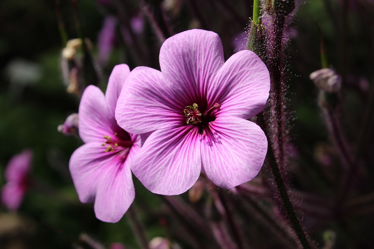 blossom  bloom  nature free photo