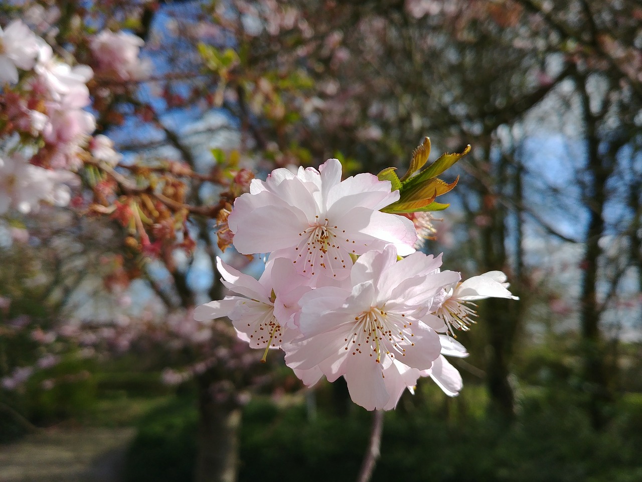 blossom  nature  forest free photo