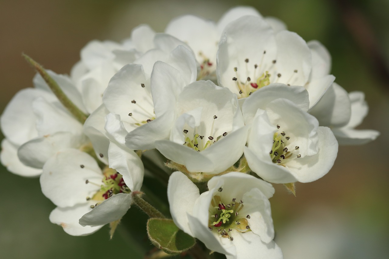 blossom  perenbloesem  pear tree free photo