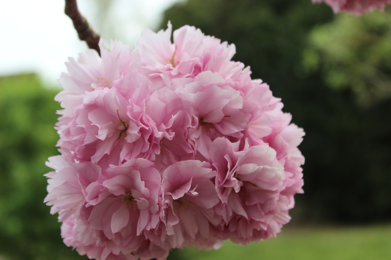 blossom  pink  branch free photo