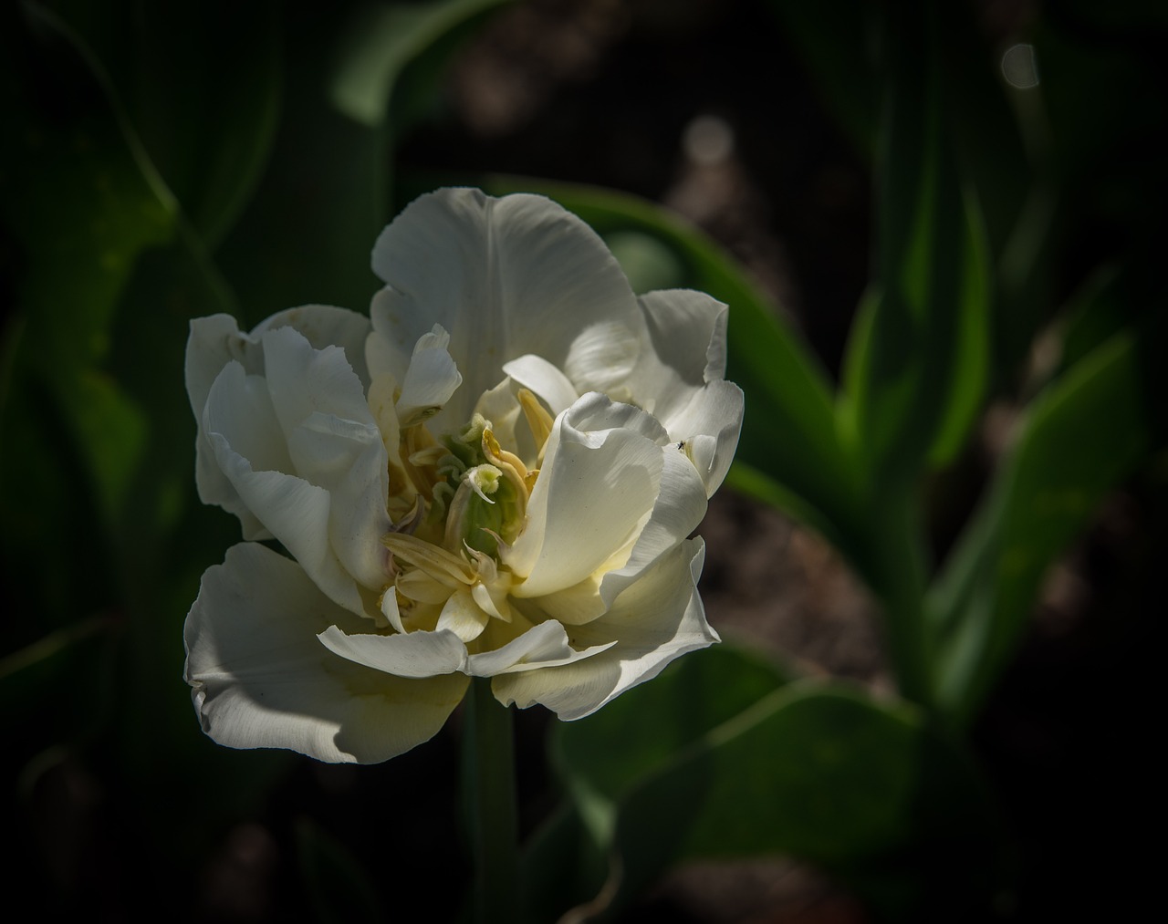 blossom  bloom  tulip free photo