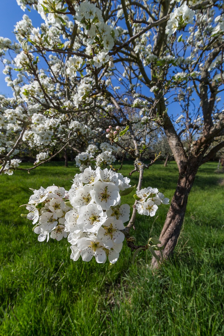 blossom  bloom  spring free photo