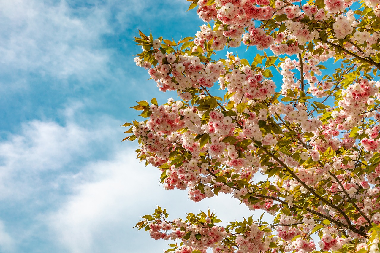 blossom  pink  garden free photo