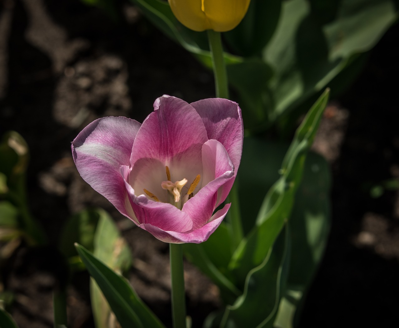 blossom  bloom  flower free photo