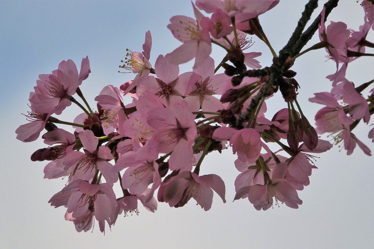 blossom  bloom  cherry blossom free photo