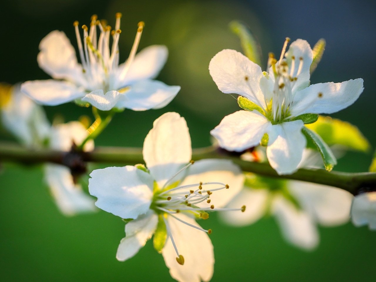 blossom  bloom  fruit tree free photo