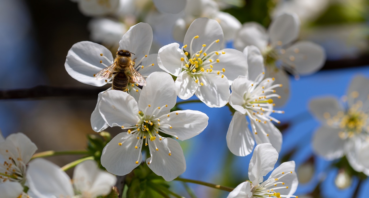 blossom  bloom  flower free photo