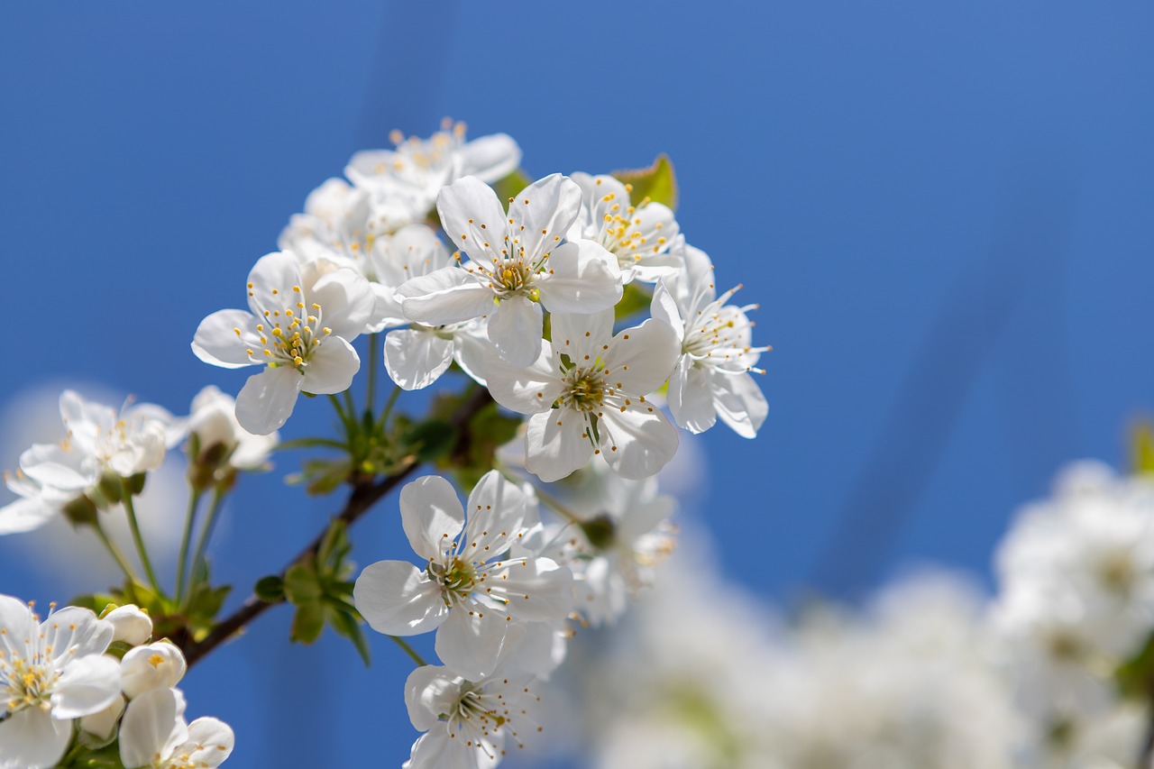 blossom  bloom  flower free photo