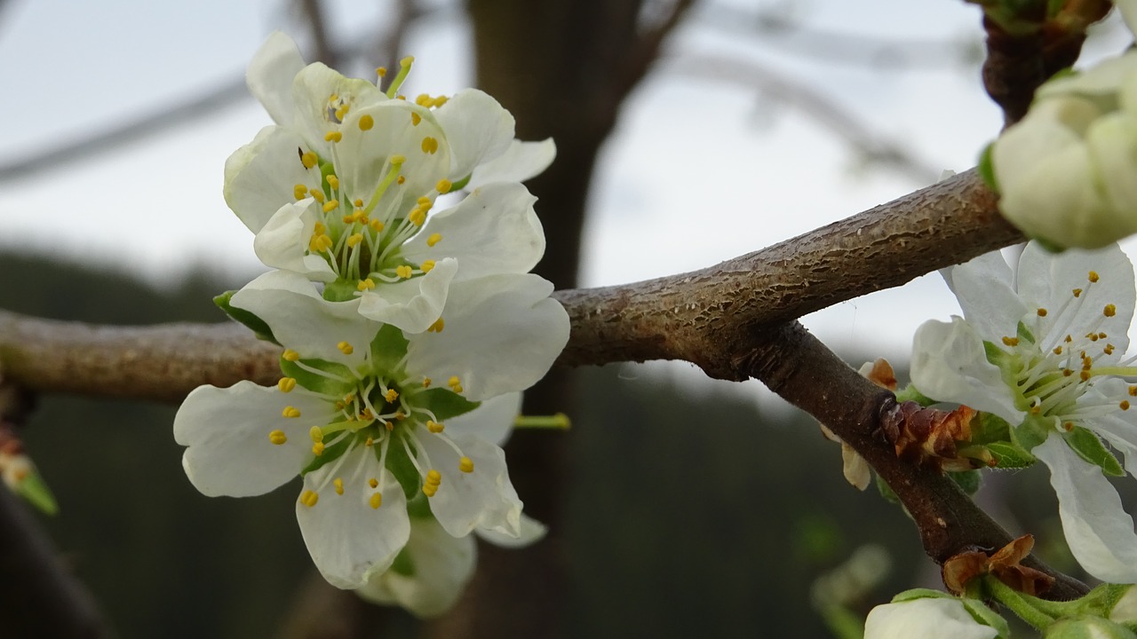 blossom  spring  tree free photo