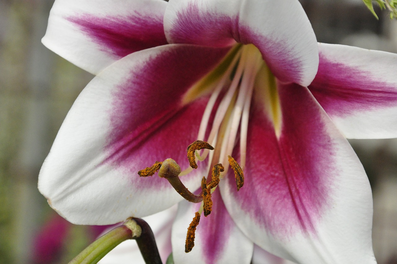 blossom  bloom  plant free photo