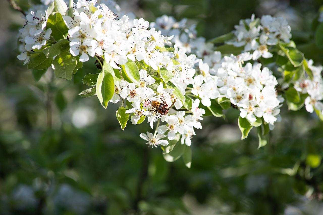 blossom  flowers  spring free photo