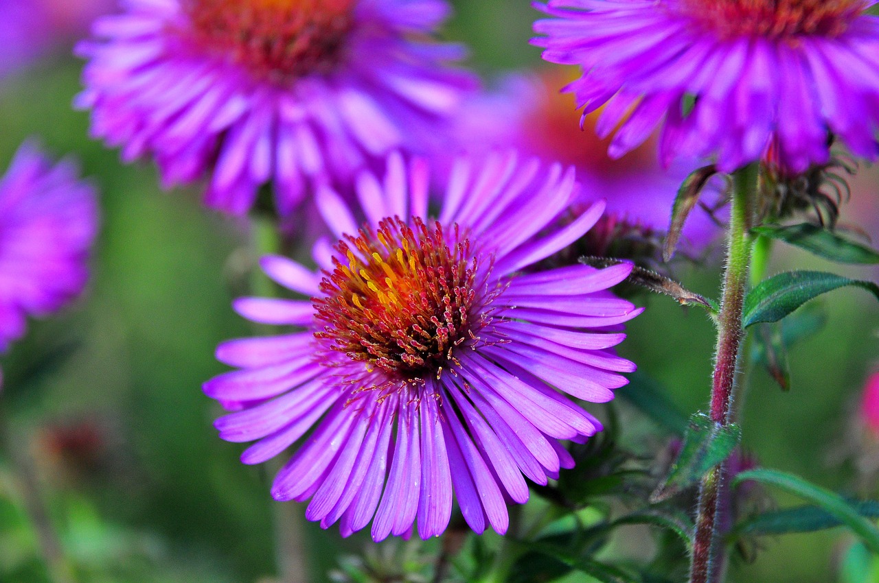 blossom  bloom  purple free photo