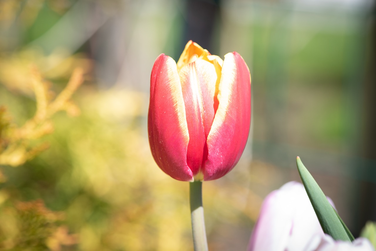 blossom  bloom  flower free photo