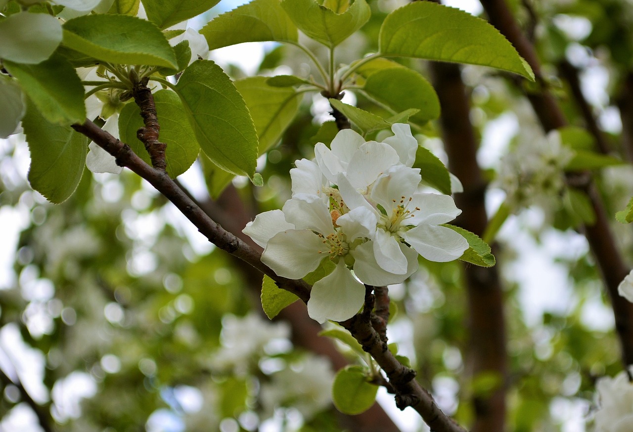 blossom apple blossom apple tree free photo