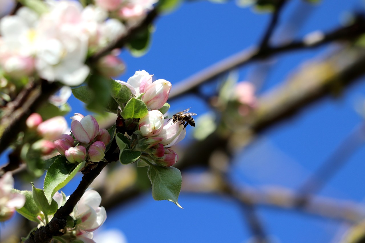 blossom  bee  insect free photo