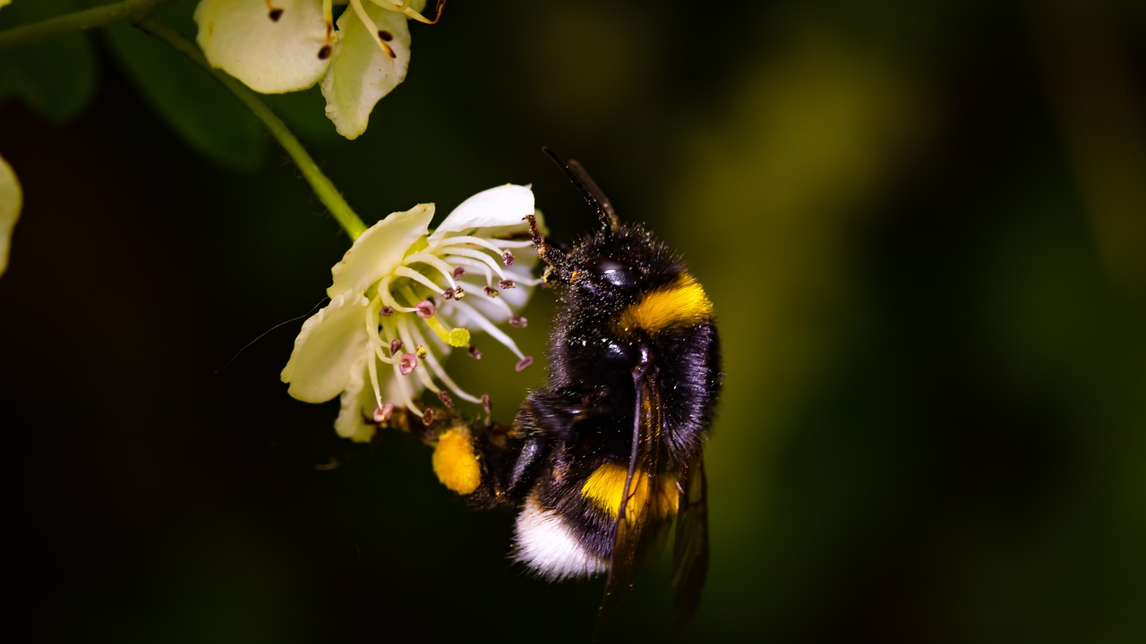 blossom  bloom  insect free photo