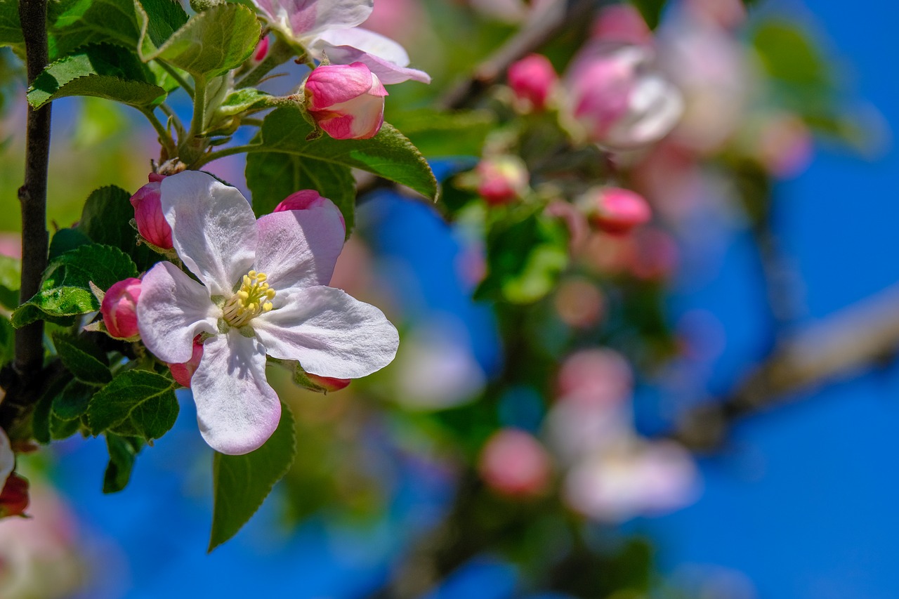 blossom  apple tree  spring free photo