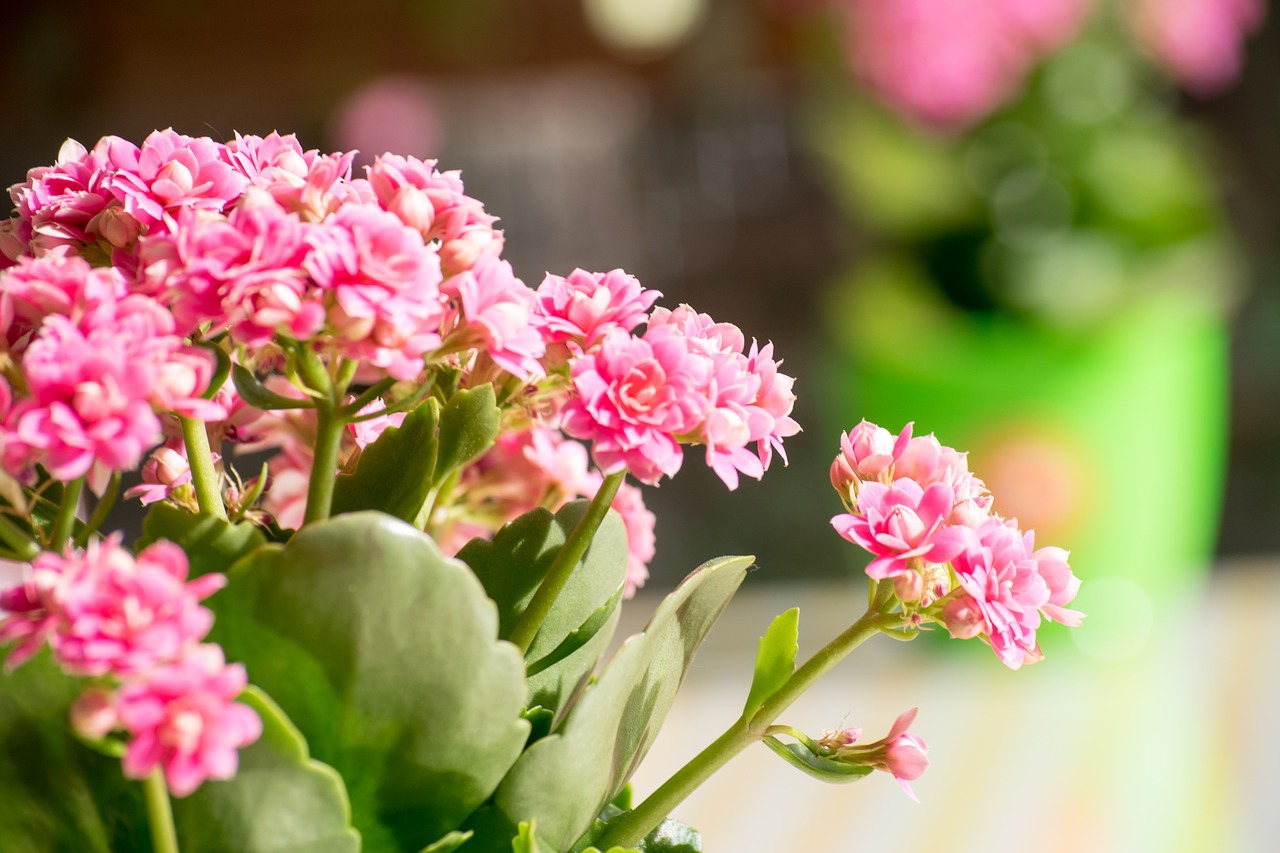 blossom  flower  botany free photo