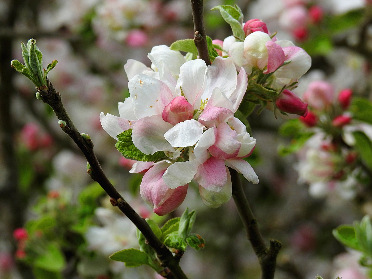 blossom  nature  bloom free photo