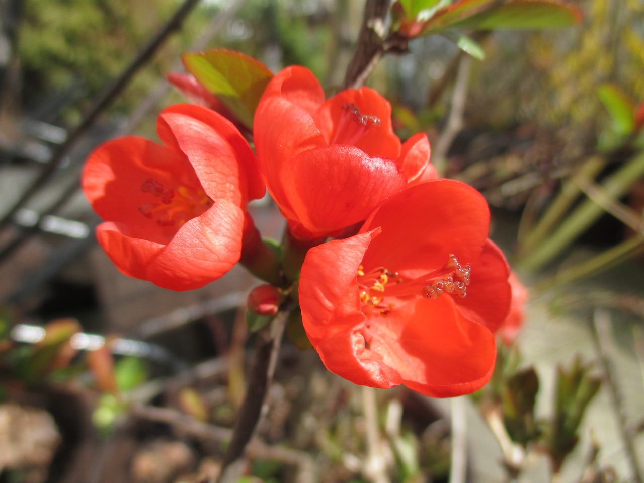 blossom  red  flower free photo