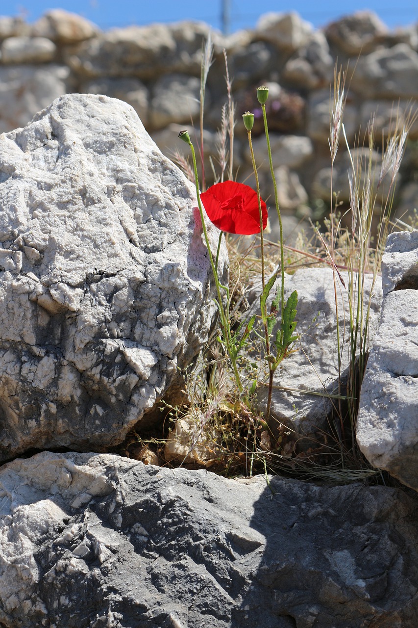 blossom  bloom  poppy free photo