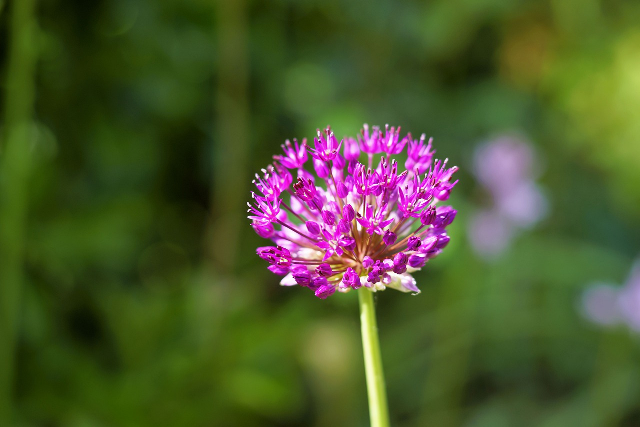 blossom  bloom  flower free photo