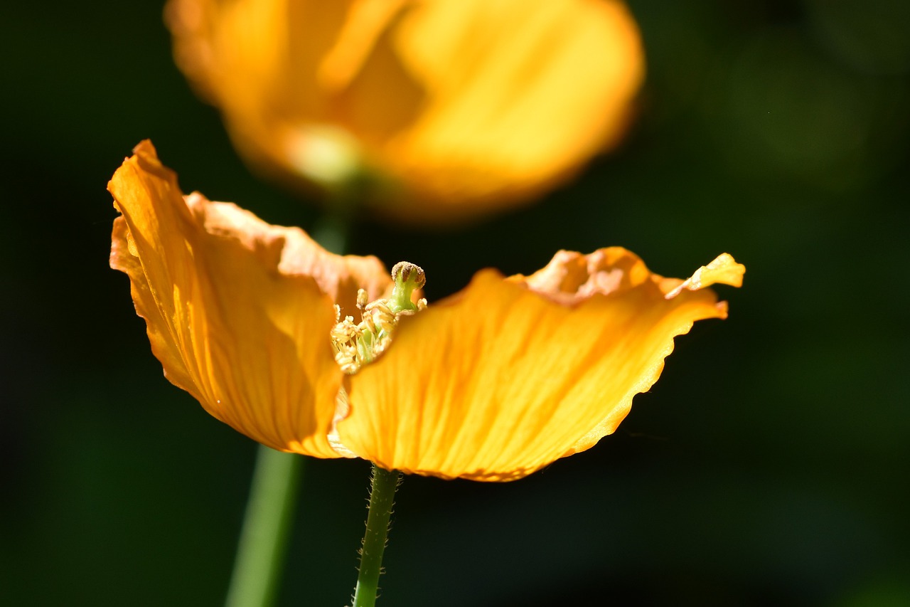 blossom  bloom  orange free photo