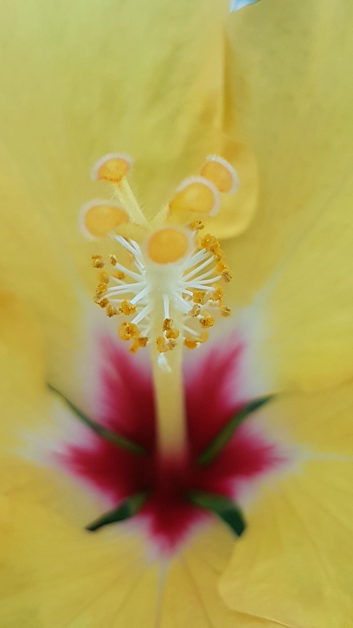 blossom  bloom  yellow free photo