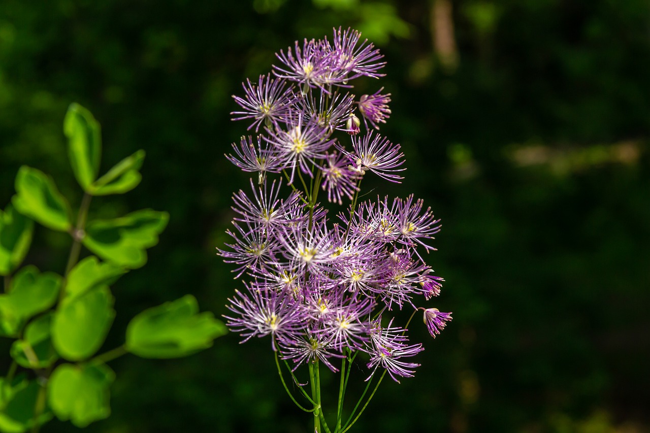 blossom  bloom  flower free photo