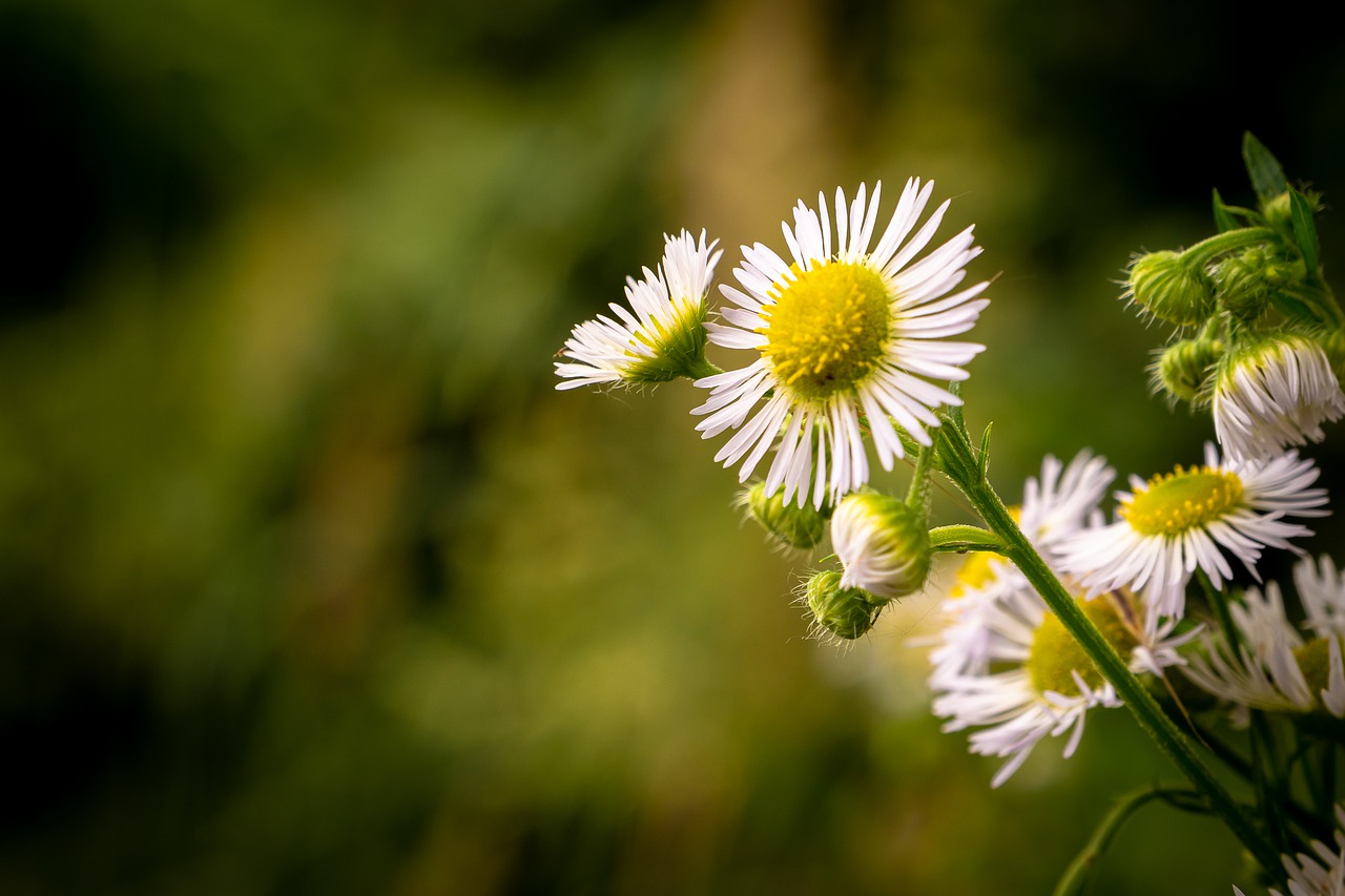 blossom  summer  bloom free photo