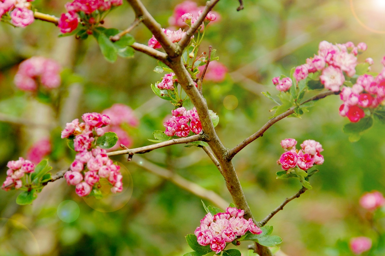 blossom  bloom  spring free photo