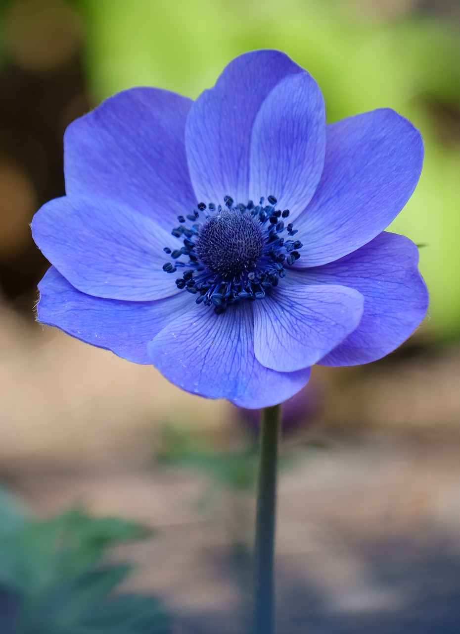 blossom  bloom  violet free photo