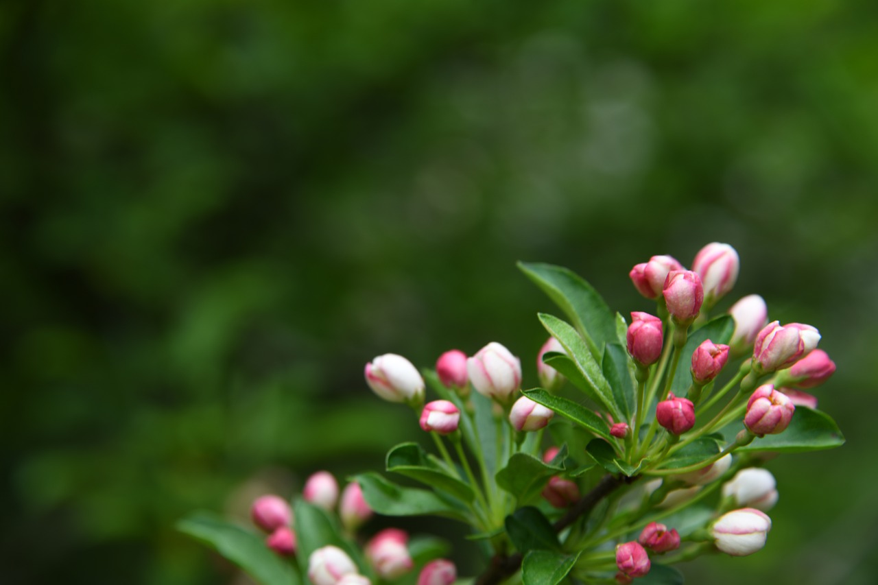 blossom  flower  pink free photo