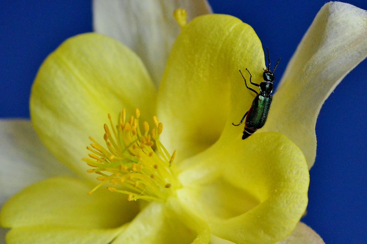 blossom  bloom  columbine free photo