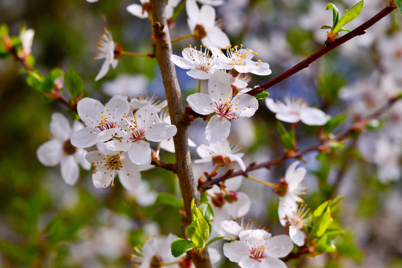 blossom  white  spring free photo