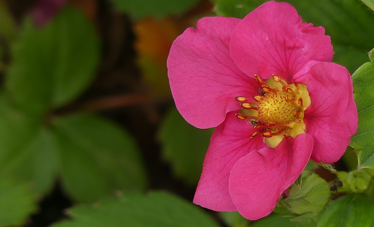 blossom  bloom  strawberry free photo