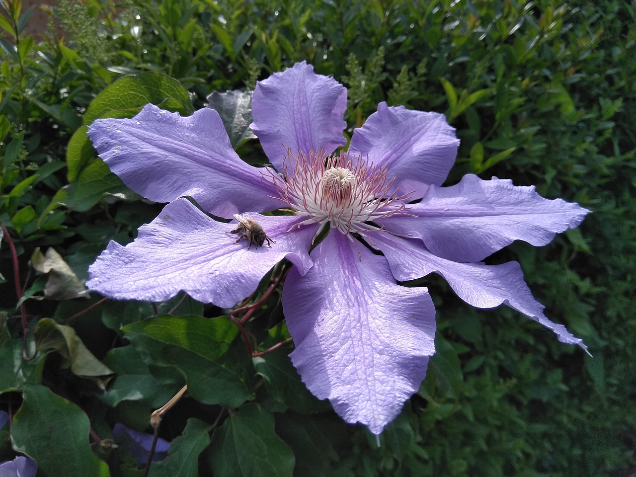 blossom  bloom  clematis free photo