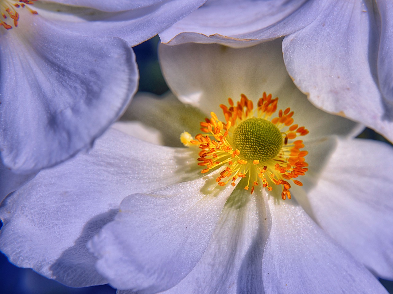 blossom  bloom  close up free photo