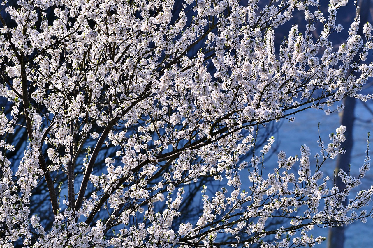 blossom  spring  flowers free photo