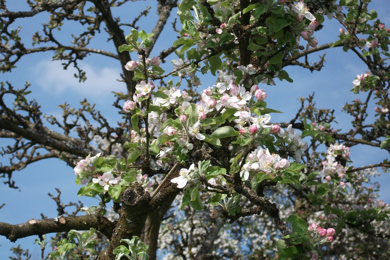 blossom apple tree bloom free photo