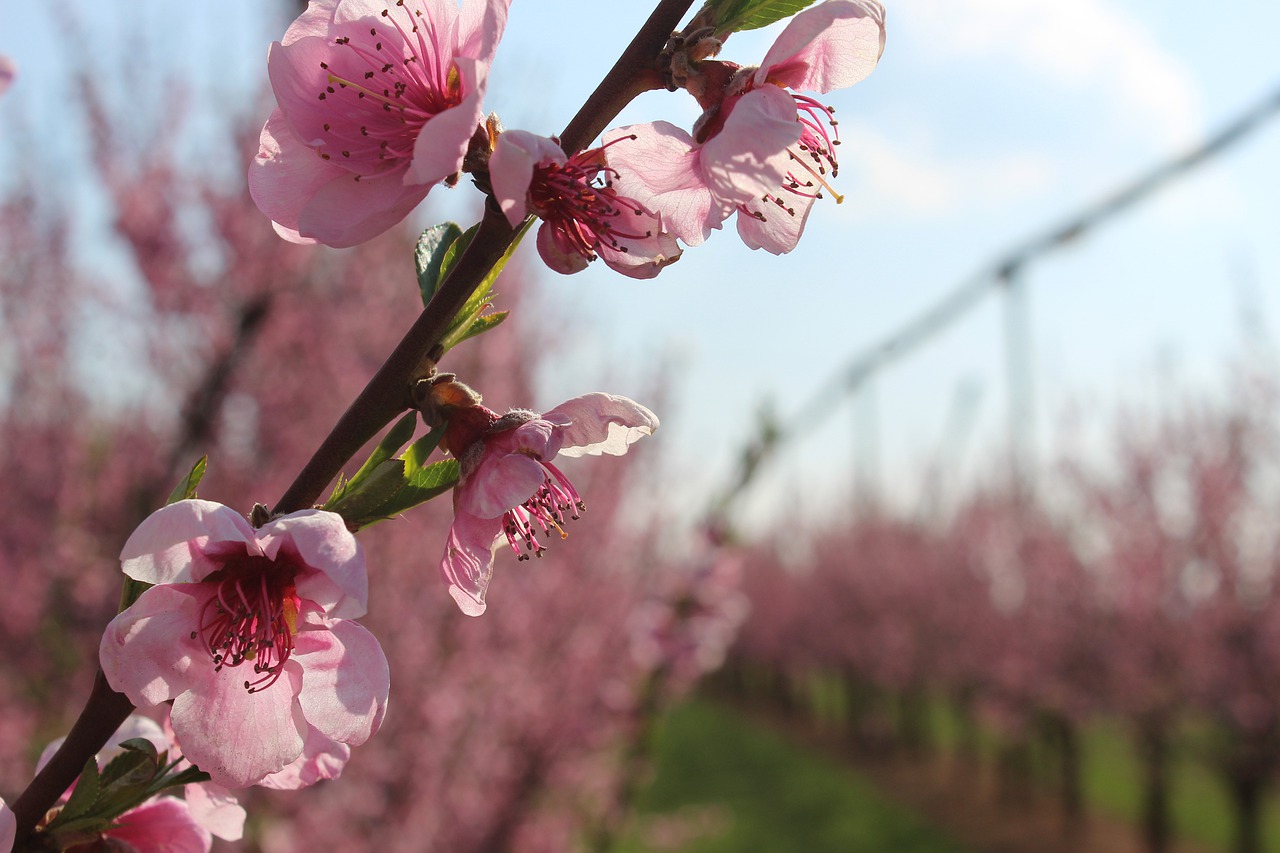 blossom  bloom  sky free photo