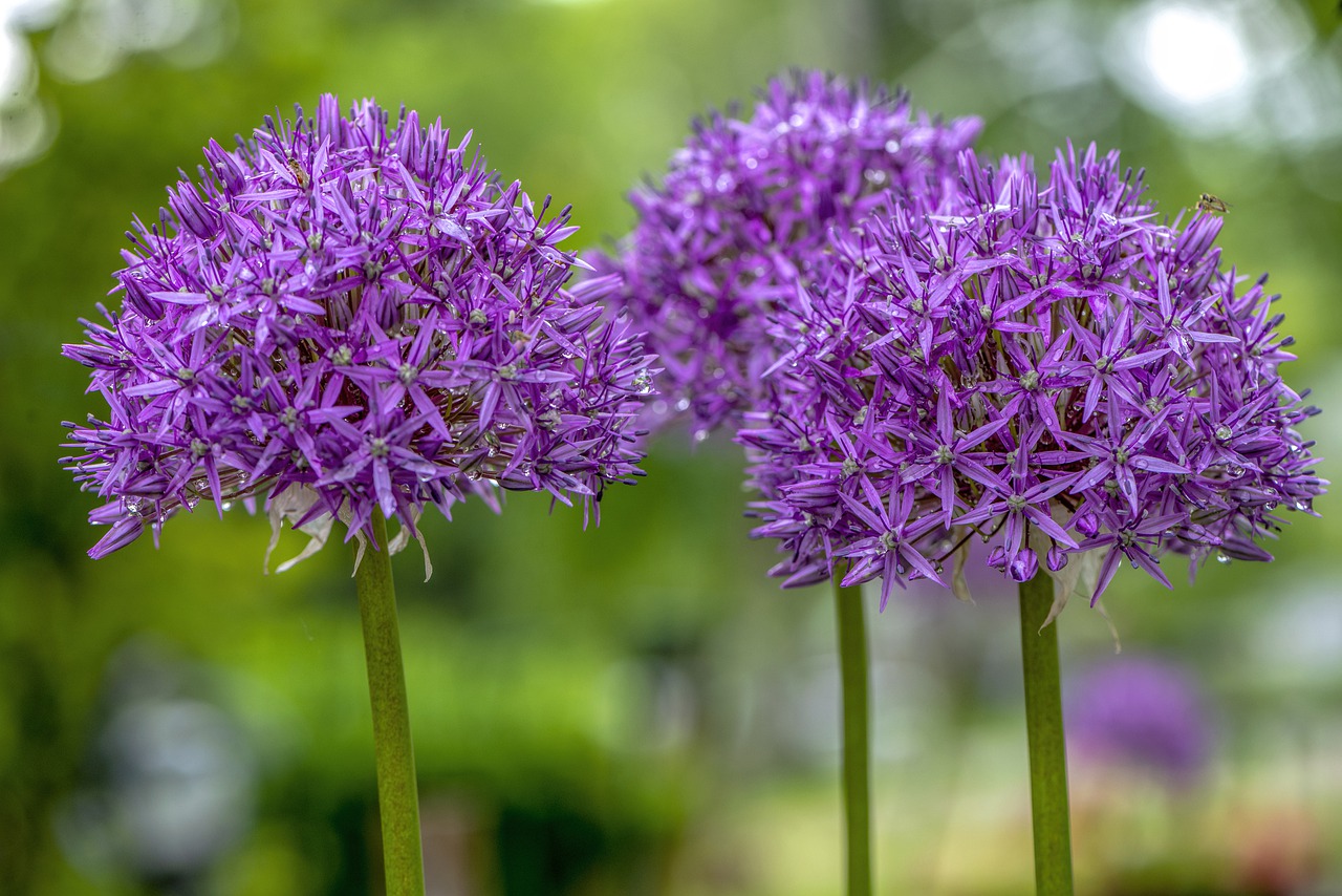 blossom  bloom  plant free photo