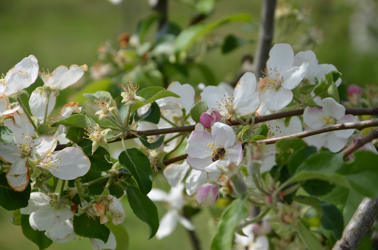 blossom  bloom  bee free photo