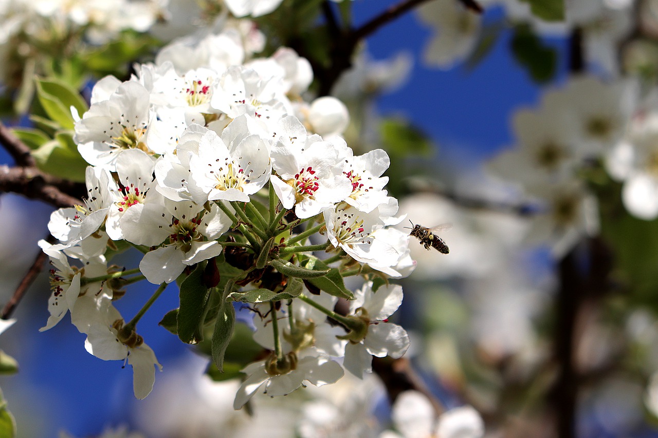 blossom  bee  spring free photo